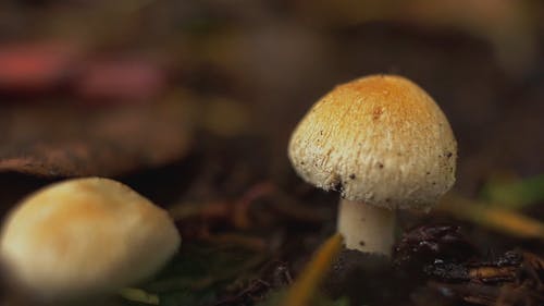 蘑菇的特写视图 · 免费素材视频