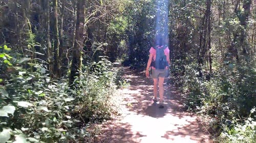 一个女人走在森林步道的背面 · 免费素材视频