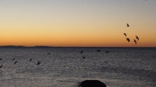 有关birds_flying, 和平的, 地平线的免费素材视频