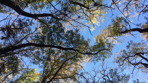 秋天的落叶，在一片蓝天下的树 · 免费素材视频