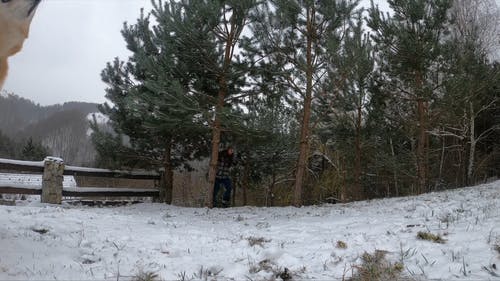 有关下雪, 享受, 冬天的树木的免费素材视频