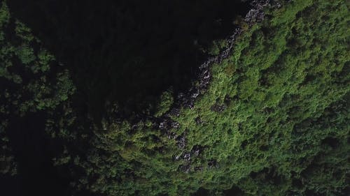 有关天性, 树木, 空中镜头的免费素材视频