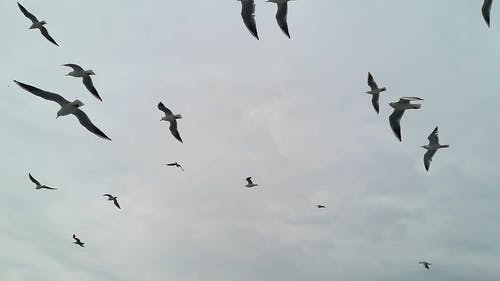 一群海鸥在空中飞舞 · 免费素材视频