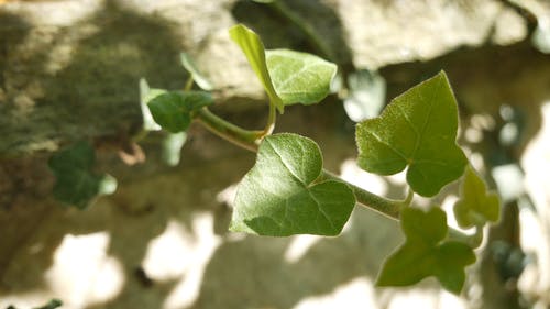 紧贴在混凝土墙上的植物 · 免费素材视频