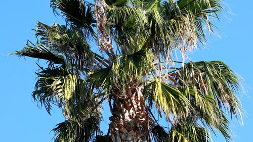 蓝天下的棕榈树 · 免费素材视频