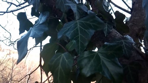 一棵树上的绿叶在大风天 · 免费素材视频