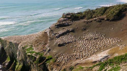 一群人看着一群鸟搁在海平面上方的高原上 · 免费素材视频