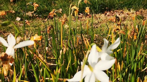 有关公园, 天性, 工厂的免费素材视频