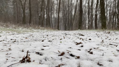 积雪覆盖的森林地面 · 免费素材视频