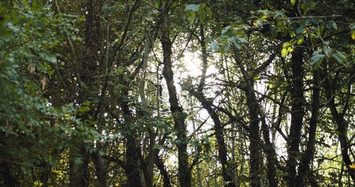 阳光透过林木缝隙窥视 · 免费素材视频
