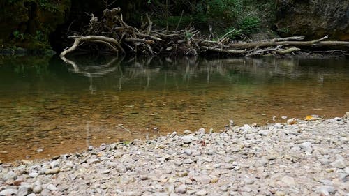 河的静水 · 免费素材视频