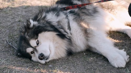 有关动物, 可爱, 可爱的的免费素材视频