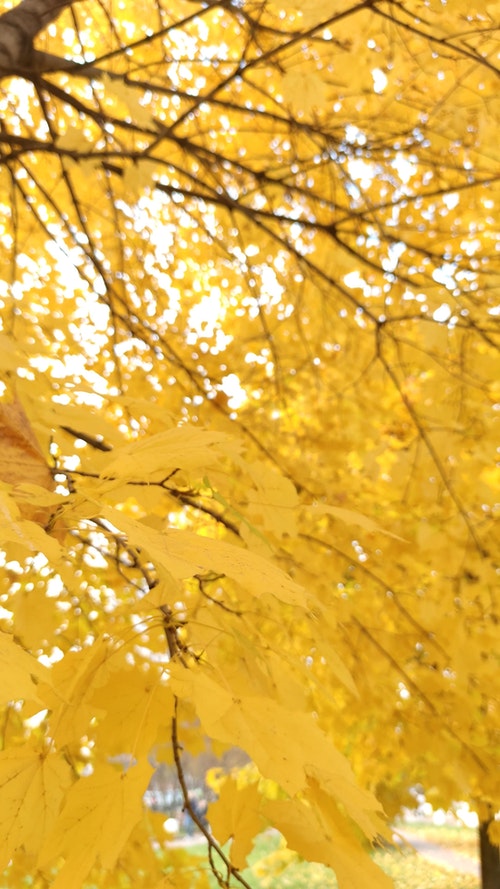 有关垂直视频,树,秋天的免费素材视频