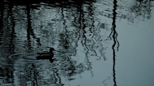 有关水禽, 河, 湖的免费素材视频