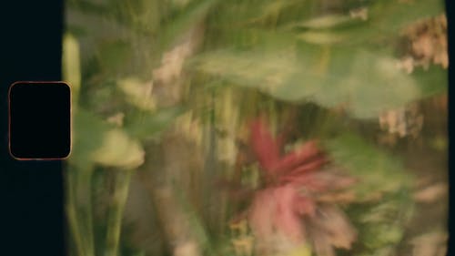 有关模糊的, 树叶, 花的免费素材视频