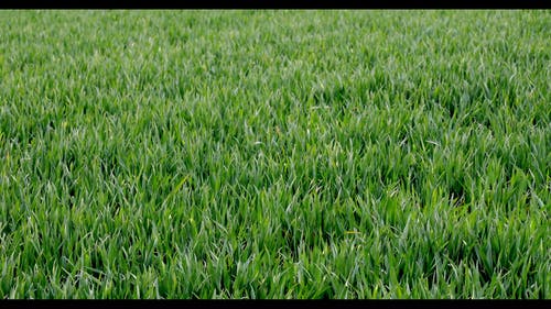 有关国家, 土地, 增长的免费素材视频