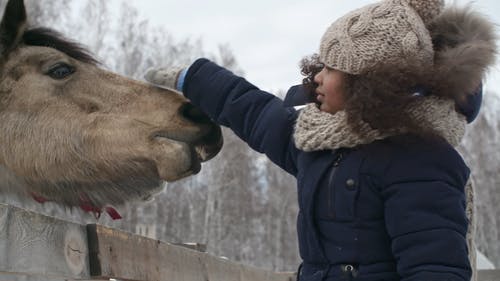 一个女孩抚摸驯养马的鼻子 · 免费素材视频