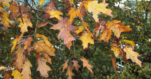 多彩的树叶在秋天的树木 · 免费素材视频