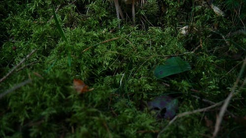 白蘑菇 · 免费素材视频