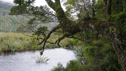 水沼泽淹没了野生植物 · 免费素材视频