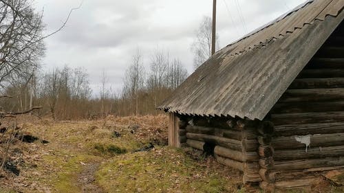 有关天性, 无叶的树木, 木的免费素材视频