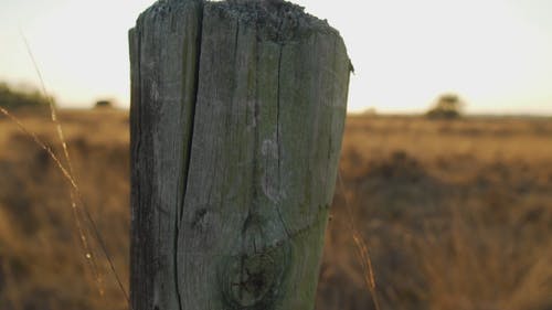 有关dwingelderveld, 天性, 德伦特的免费素材视频