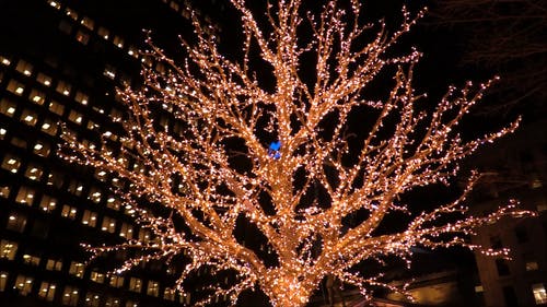 一棵充满圣诞灯的树 · 免费素材视频
