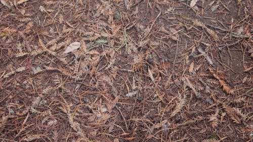 从树上掉下来的叶子在地上干 · 免费素材视频