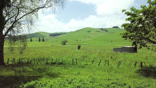 草地被用作畜牧业的牧场 · 免费素材视频