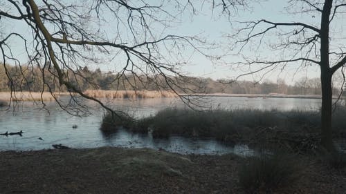 冬季湖边的无叶树木 · 免费素材视频