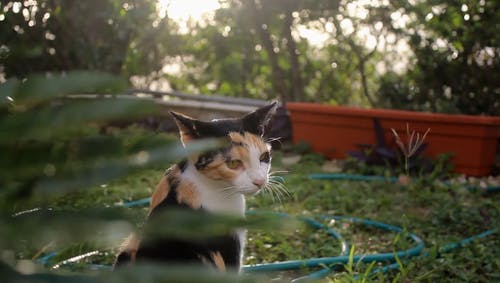 一只猫在植物附近的视频 · 免费素材视频