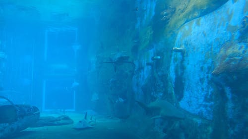 一个充满危险鲨鱼的水族公园吸引人的水族馆 · 免费素材视频
