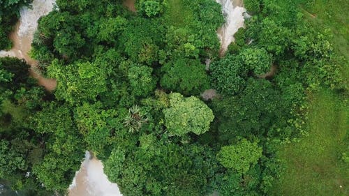森林和瀑布的顶视图镜头 · 免费素材视频