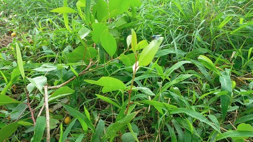 有关刮风, 土, 地面的免费素材视频