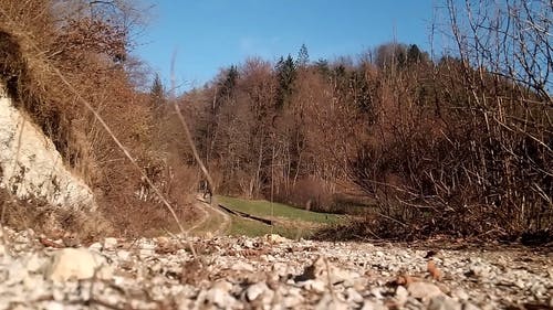 一个女人和她的狗在森林山上漫步 · 免费素材视频