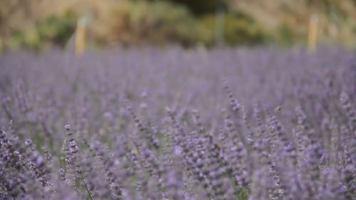 薰衣草花田 · 免费素材视频