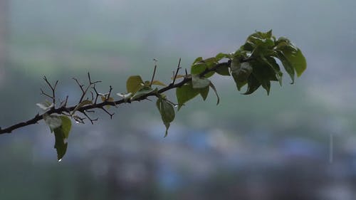 有关inkarcat.dll, 下雨, 下雨天的免费素材视频