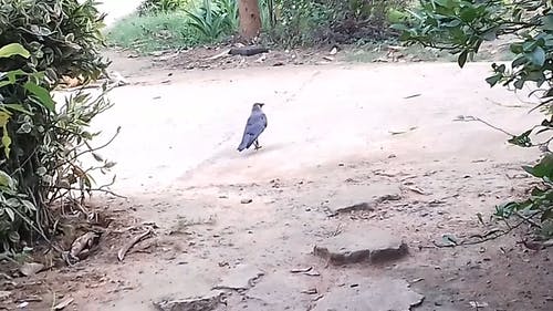 有关动物, 动物摄影, 户外的免费素材视频