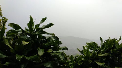 有关下雨, 增长, 天性的免费素材视频