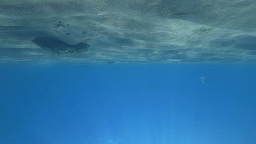 有关人, 在水下, 天性的免费素材视频