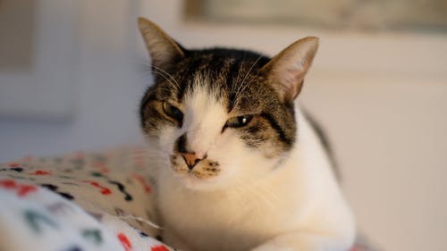 有关动物, 可爱, 可爱的的免费素材视频