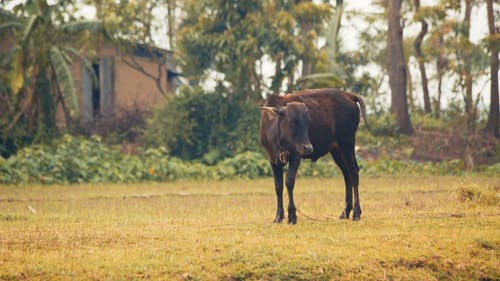 有关动物, 家畜, 牛的免费素材视频