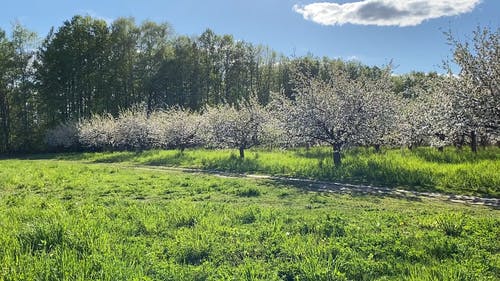 有关下田, 农业用地, 原料农民的免费素材视频