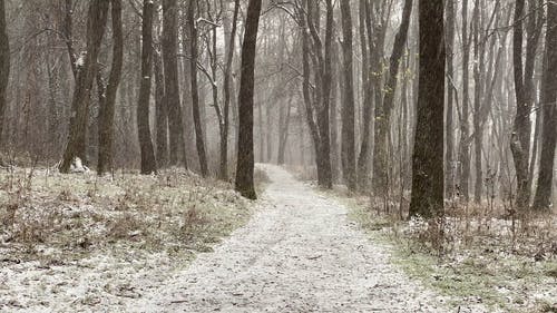 雪从上方覆盖森林地面 · 免费素材视频