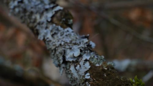 苔藓生长在树枝上 · 免费素材视频