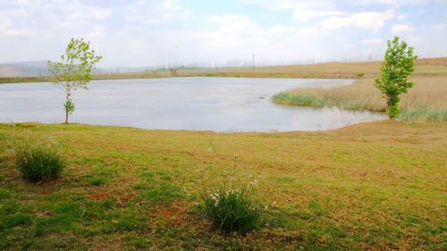 在大风天被草包围的池塘的视图 · 免费素材视频