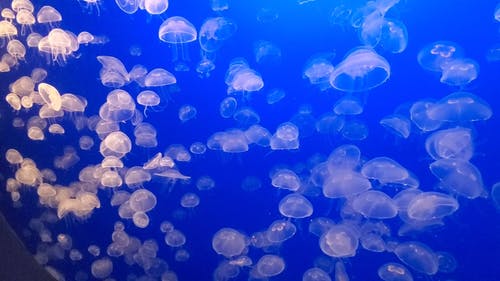 一群水母在大型水族馆中展出 · 免费素材视频