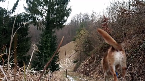 女人和她的狗在树林里散步 · 免费素材视频