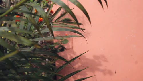 棕榈叶在风中摇曳 · 免费素材视频