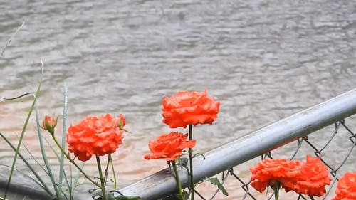 有关下雨, 市区, 户外的免费素材视频